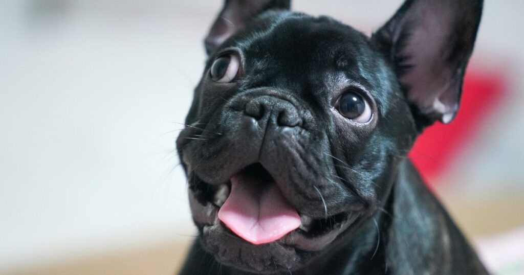 French Bulldog